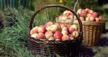 Cueillette à la ferme à Toulouse : venez cueillir vos fruits et légumes frais !
